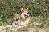 CHIEN FINNOIS DE LAPONIE 413